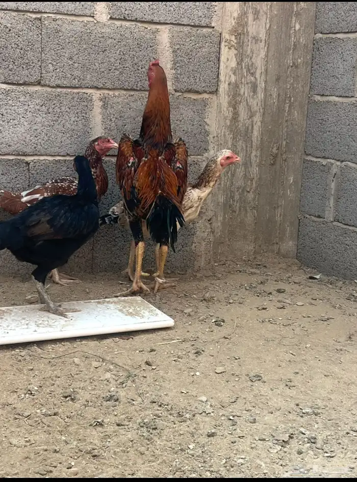 ديك شامو ياباني من حلال ابو ريحانه ابوه هزاز 3