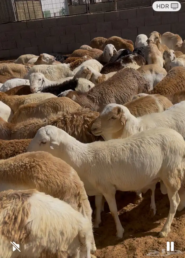 80 خاروف دانكلي رفيدي مستورد مربوط فوق 3 شهور لحمه طيبه 3