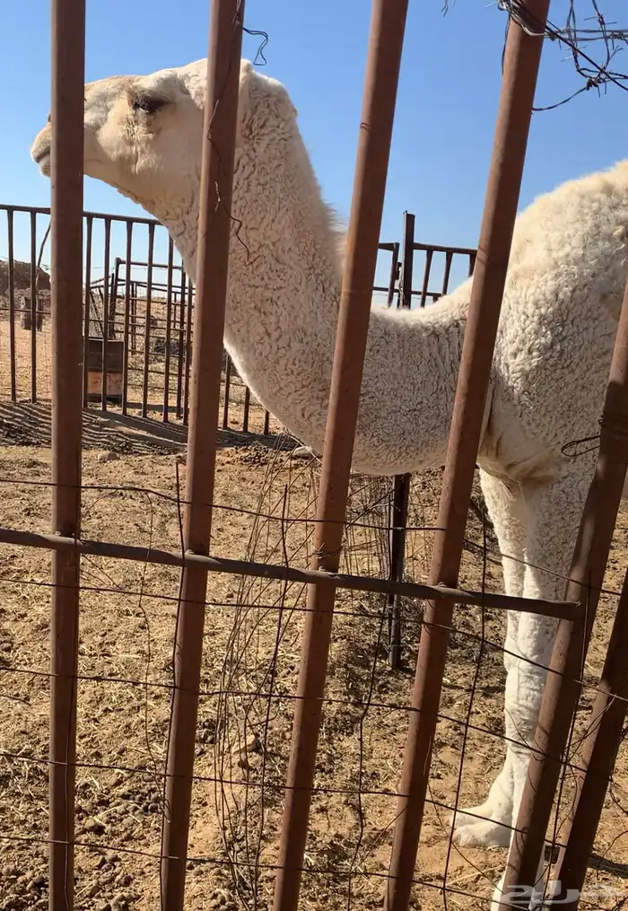 قعود للبيع 0