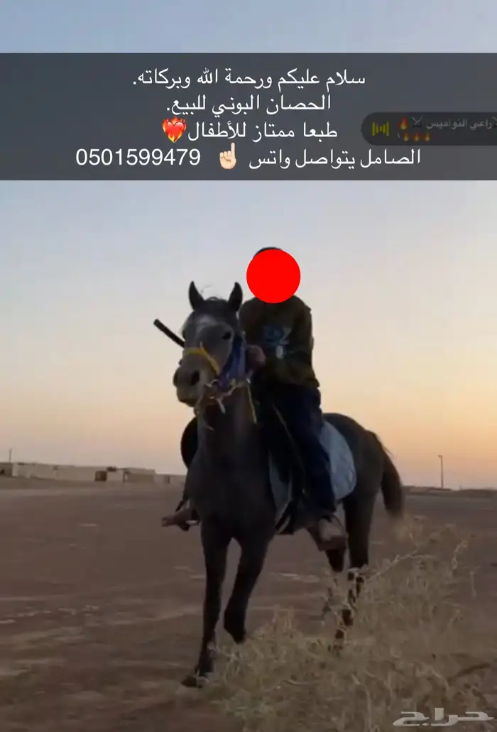 الصامل يجي  واتس  فقط 0