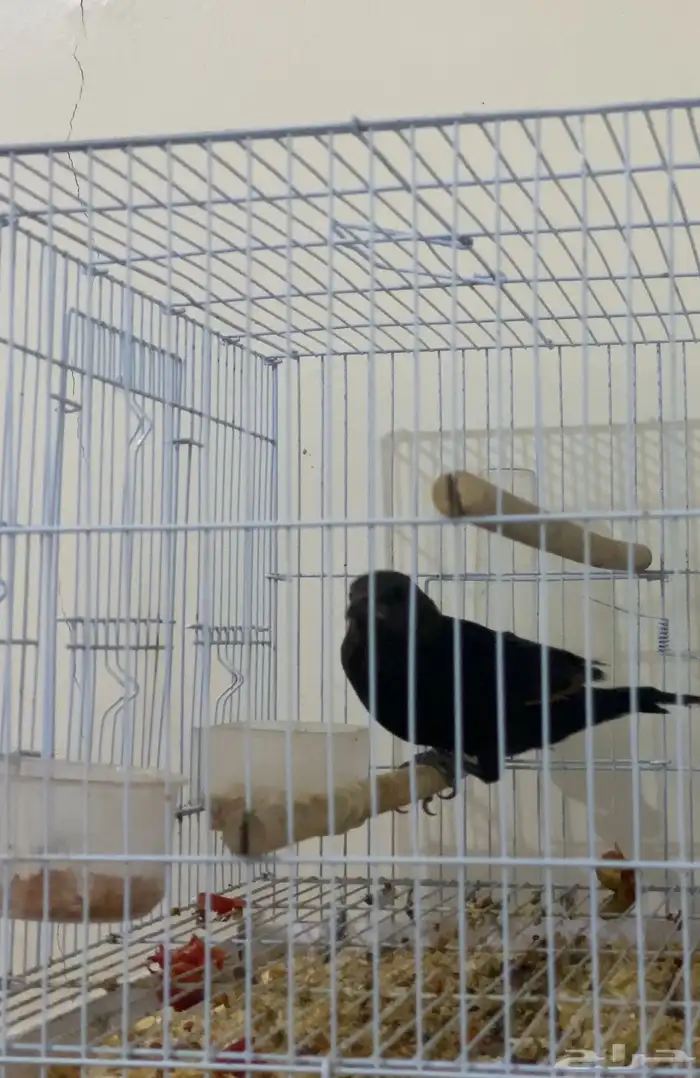 زرزور ترسترام 1