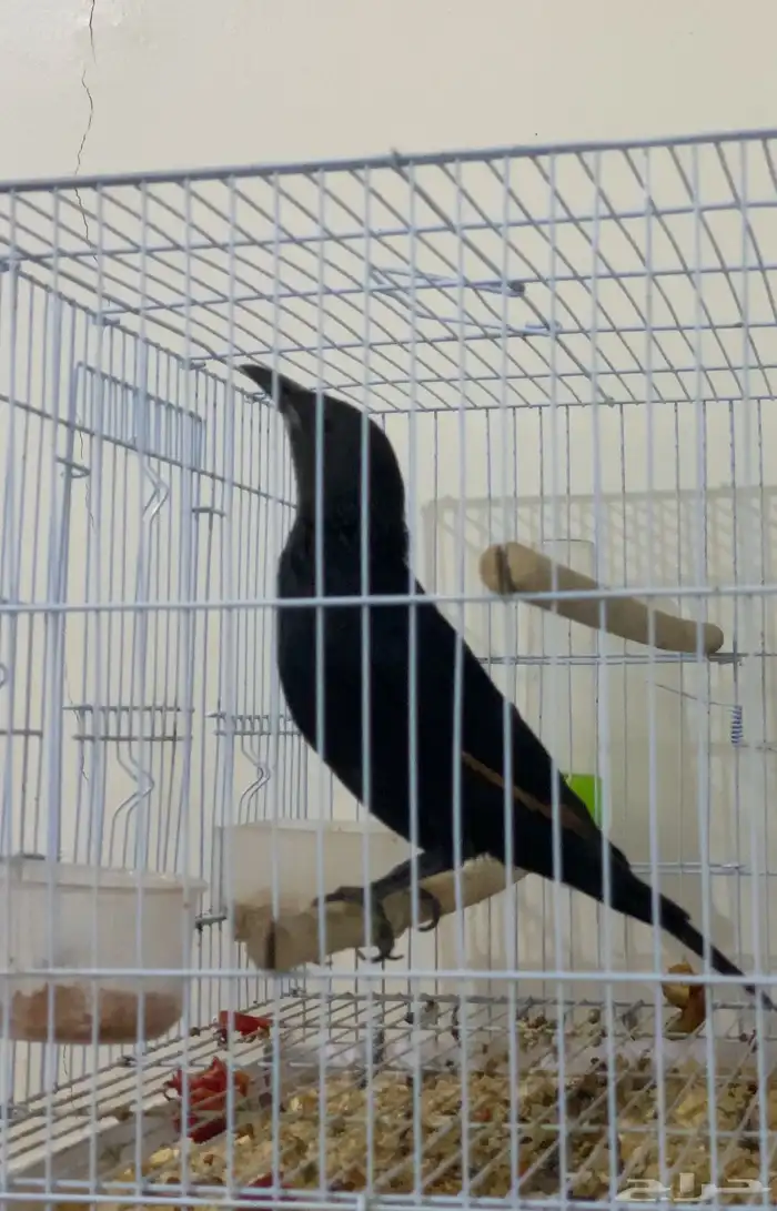 زرزور ترسترام 0