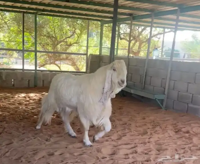 معزاء مطوره للبيع 2