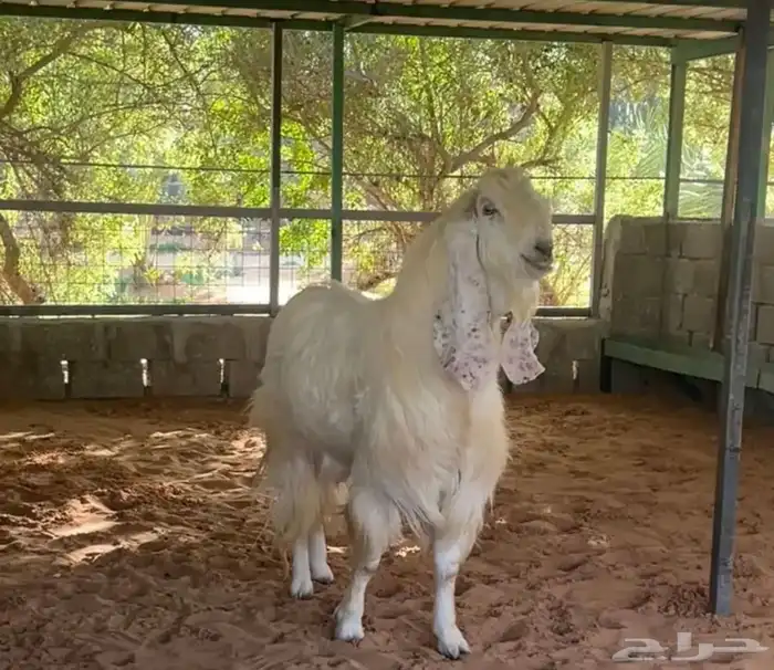 معزاء مطوره للبيع 3