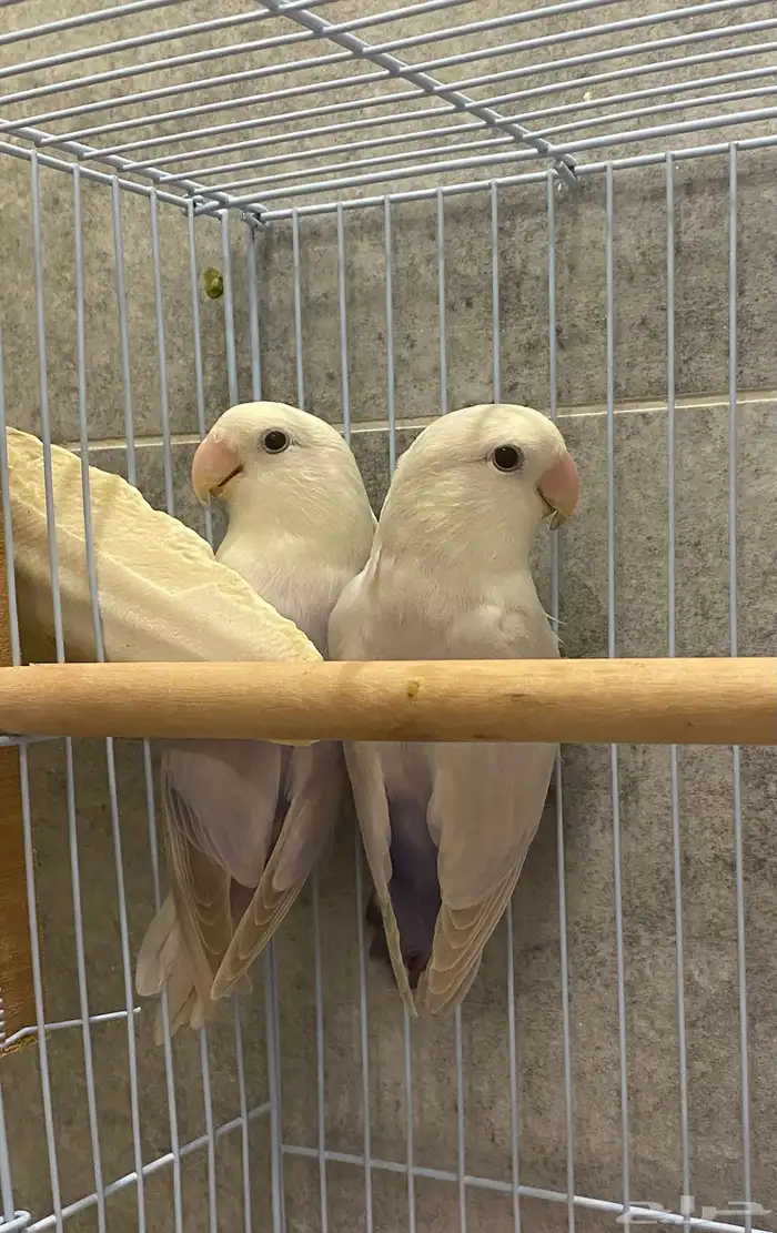 للبيع زوج روز منتج 2