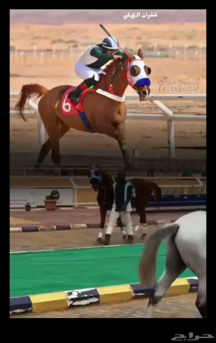 حصان عربي فرنسي 3