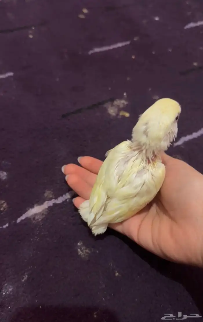 فرخ روز اينو 0