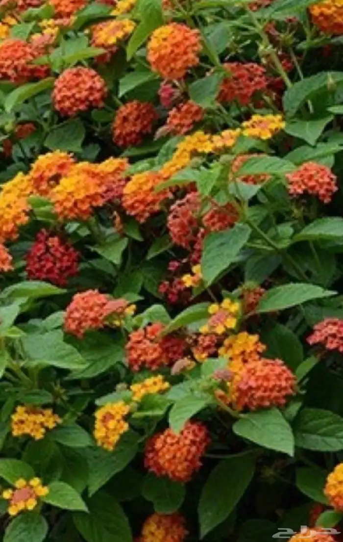 للبيع بذور ورد متنوعه الضرف10ريال يوجد شحن 2