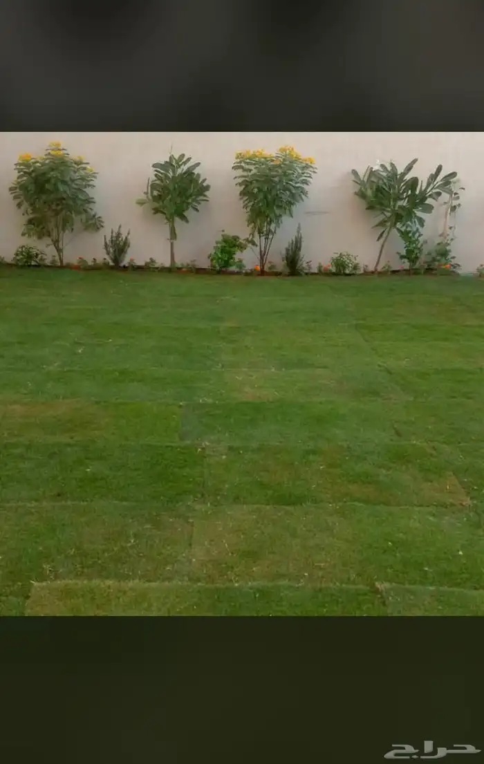 يوجدلديناجميع انواع انخل العربي والواشنطن ازينه 11