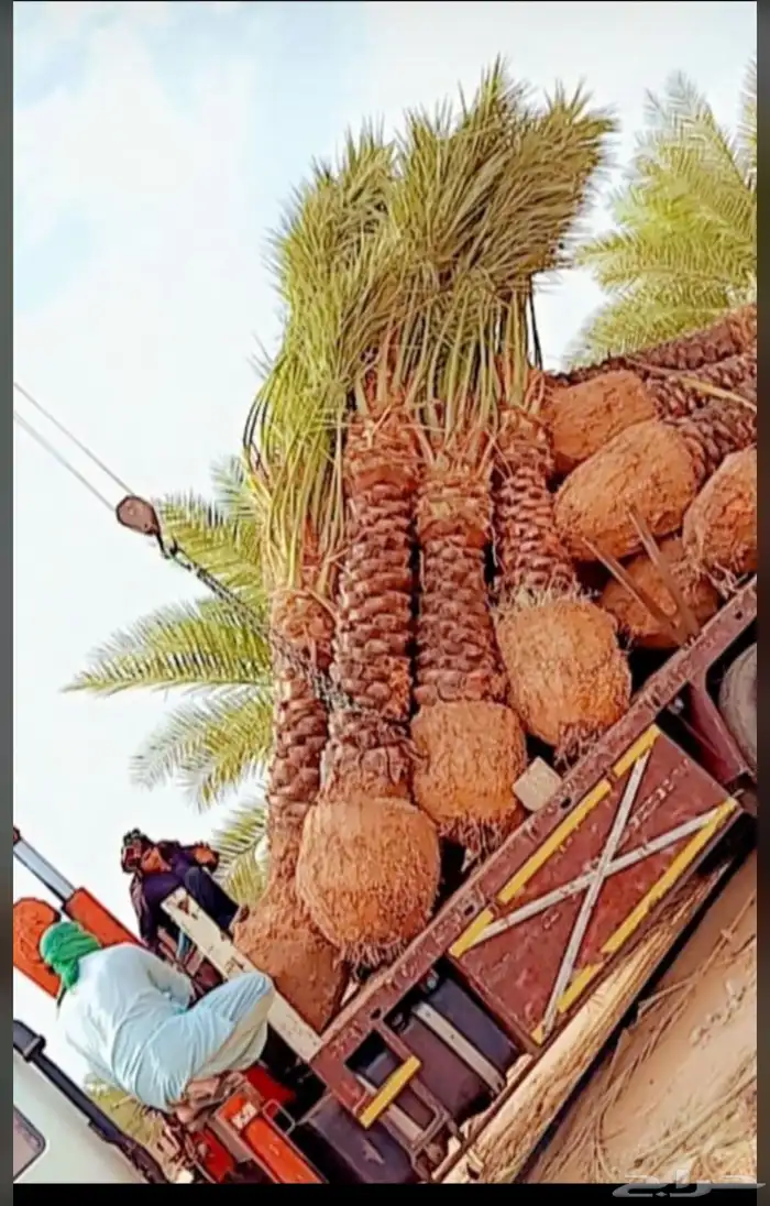 يوجدلديناجميع انواع انخل العربي والواشنطن ازينه 14