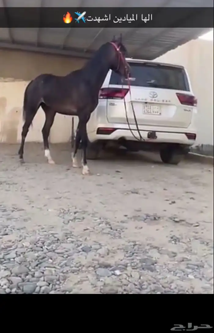 مهر شعبي سبوق سبوق و طيب وكفو السلامه شرططط الموقع بيشه 1