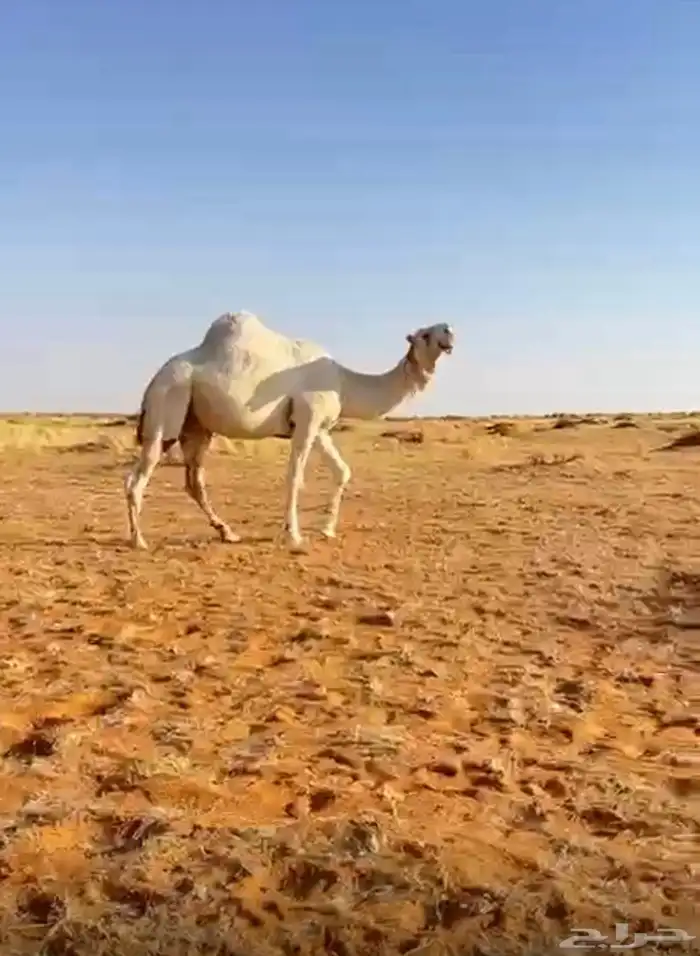 بعير باتلي 0