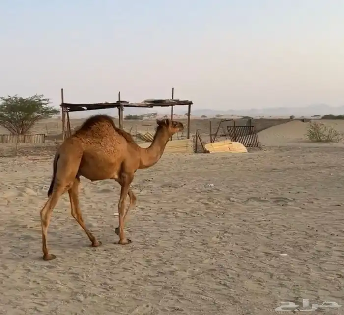 قعدان على السوم 2