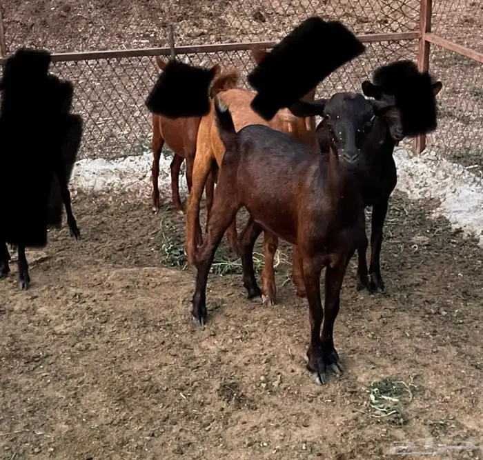 للبيع جفر وجفره بلدي شرط نظاف سمان 1