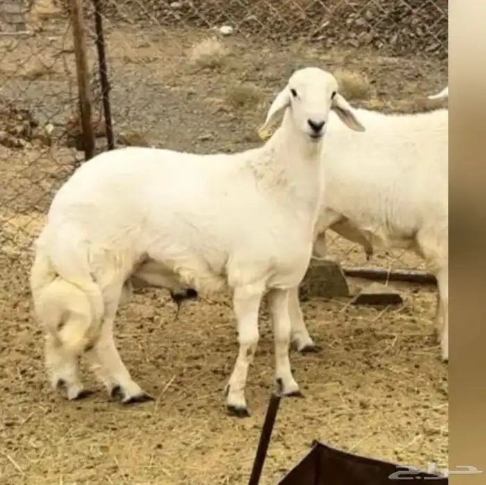 غنم قروب حلال بيع وشرا 0