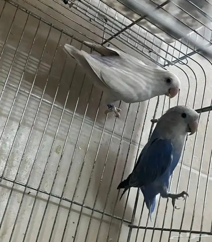 زوج روز منتج 0