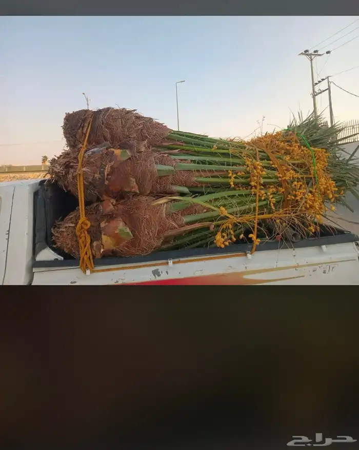 يوجدلديناجميع انواع انخل العربي والواشنطن ازينه 0