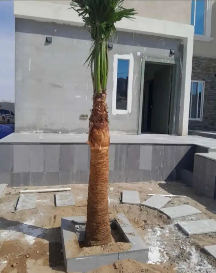 يوجدلديناجميع انواع انخل العربي والواشنطن 4