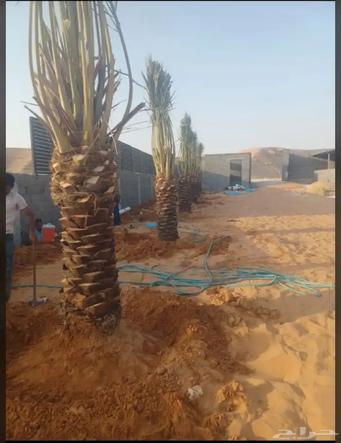 يوجدلديناجميع انواع انخل العربي والواشنطن ازينه 13