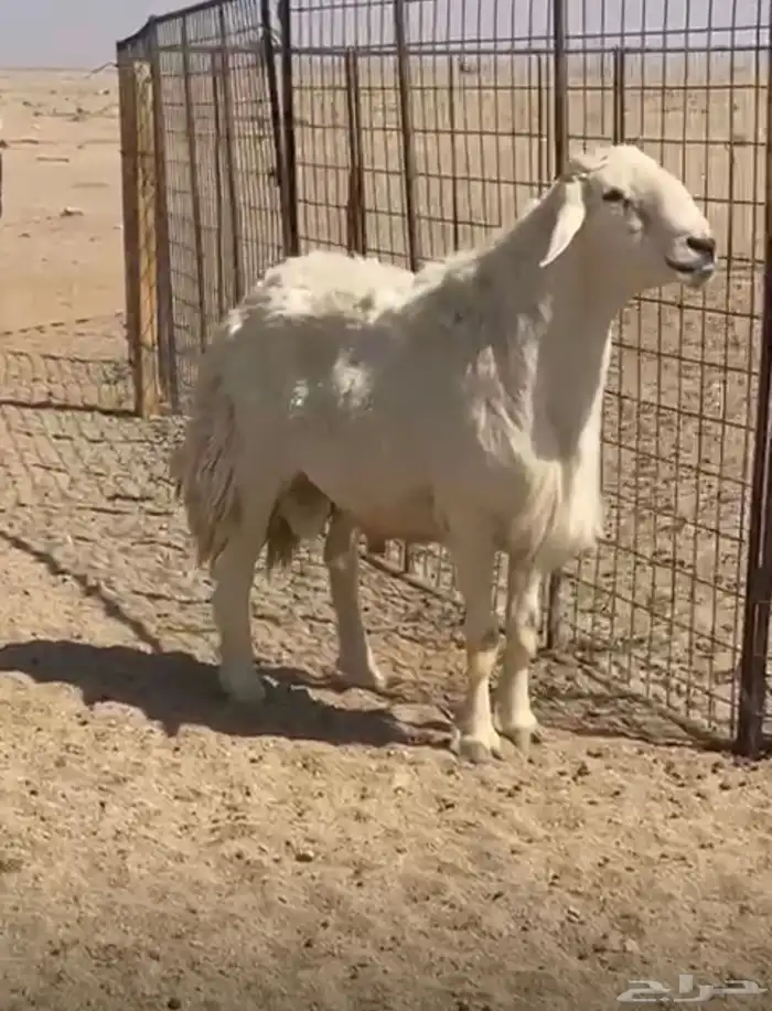 فحل مشروط النسف 0