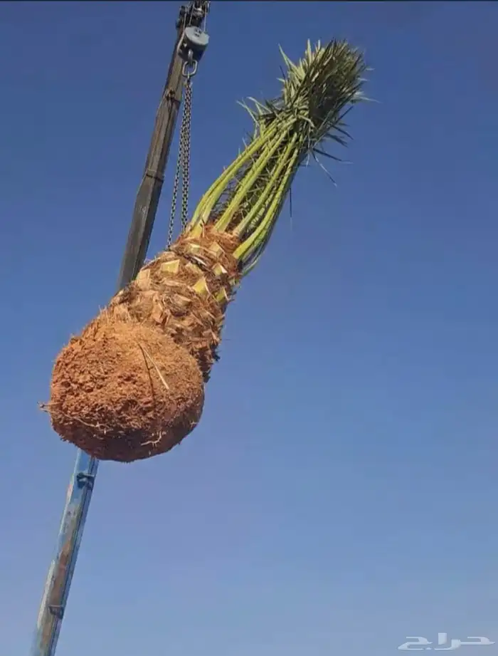 يوجدلديناجميع انواع انخل العربي والواشنطن 7