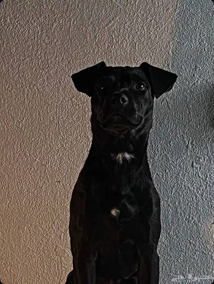 انثى روت وايلر هجينه آمريكان بولي 0