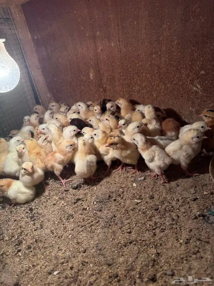 صوص دجاج بلدي (تم البيع ) 4