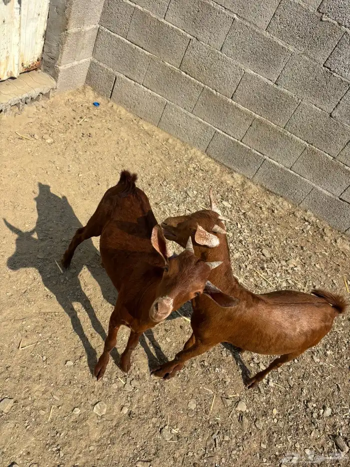 اعرض لكم بهم للبيع 1