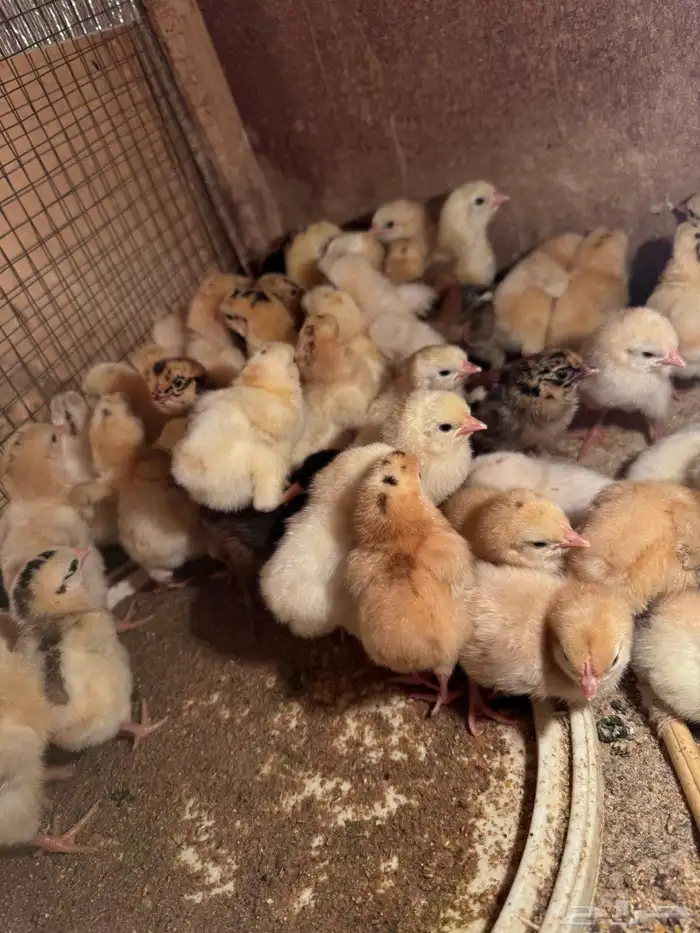 صوص دجاج بلدي (تم البيع ) 2