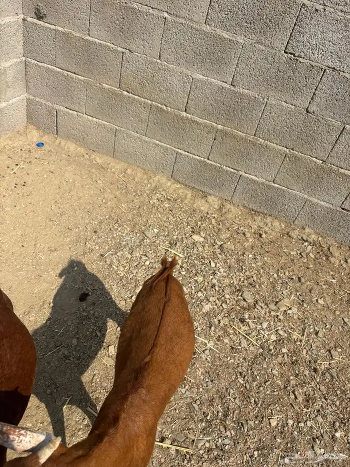 اعرض لكم بهم للبيع 3