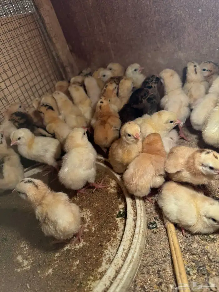 صوص دجاج بلدي (تم البيع ) 1