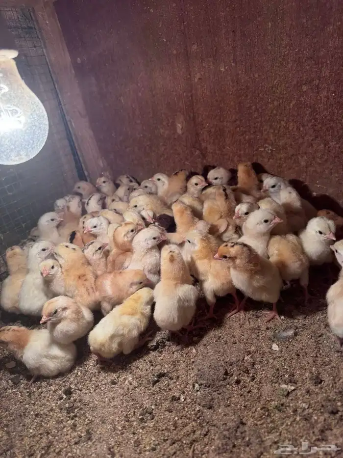 صوص دجاج بلدي (تم البيع ) 3