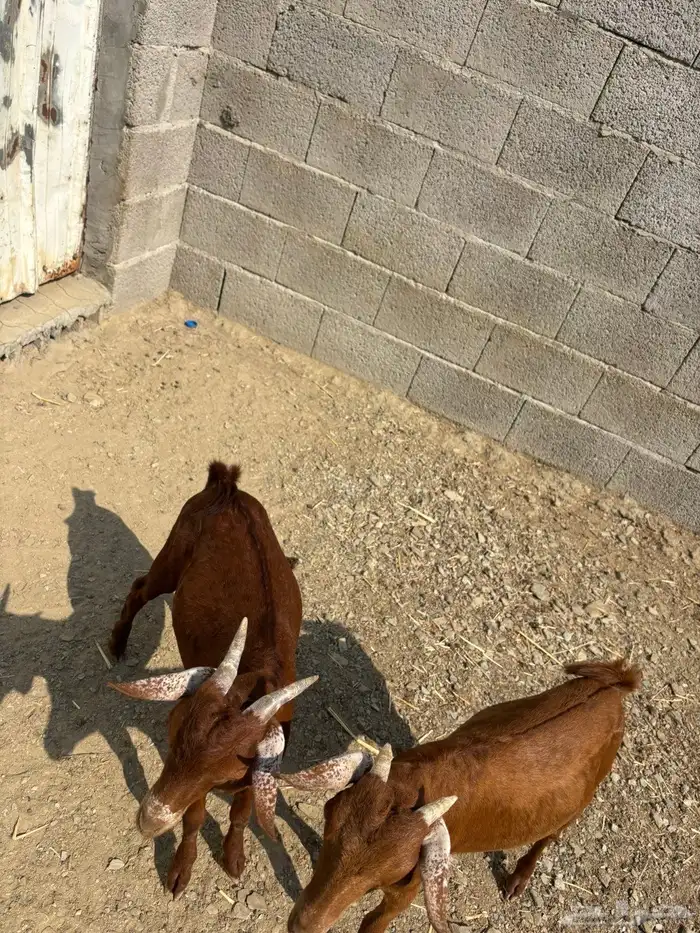 اعرض لكم بهم للبيع 4