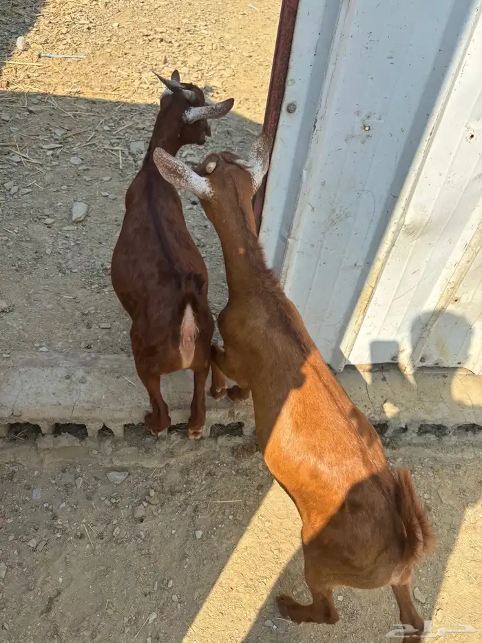 اعرض لكم بهم للبيع 5