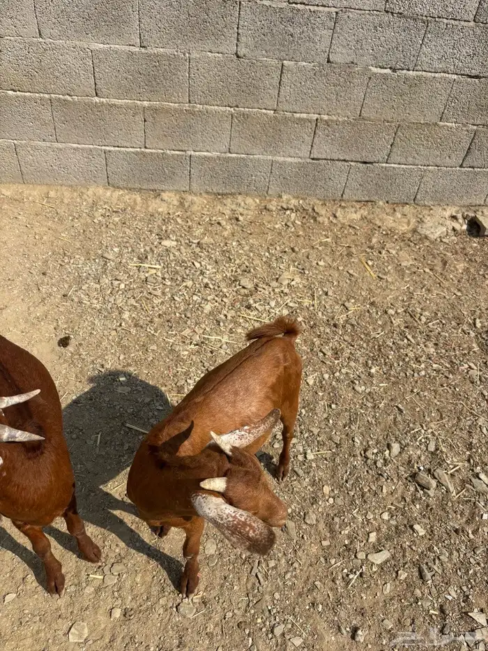 اعرض لكم بهم للبيع 0