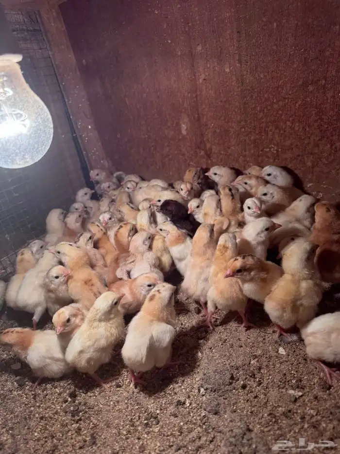 صوص دجاج بلدي (تم البيع ) 0