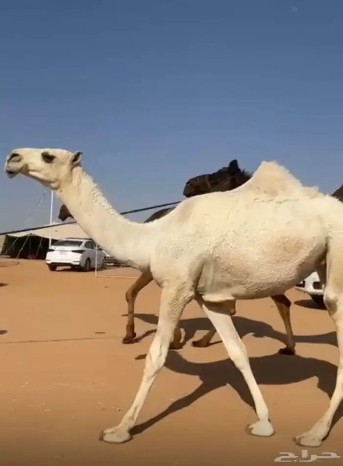 بعير باتلي 3