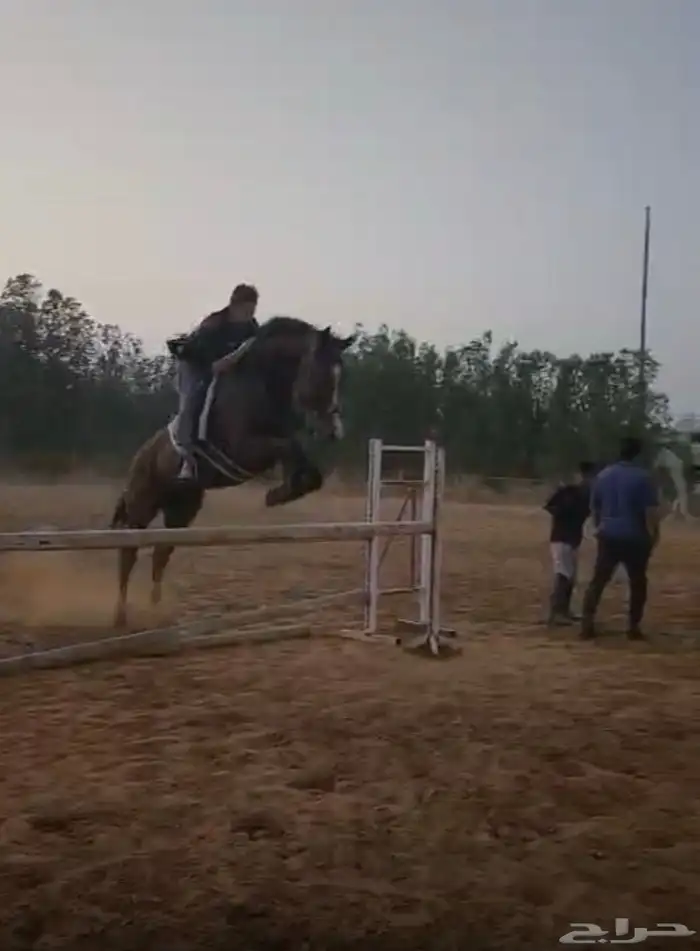 حصان قفر للبيع 0