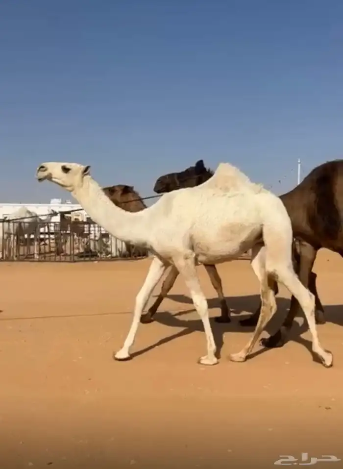 بعير باتلي 2