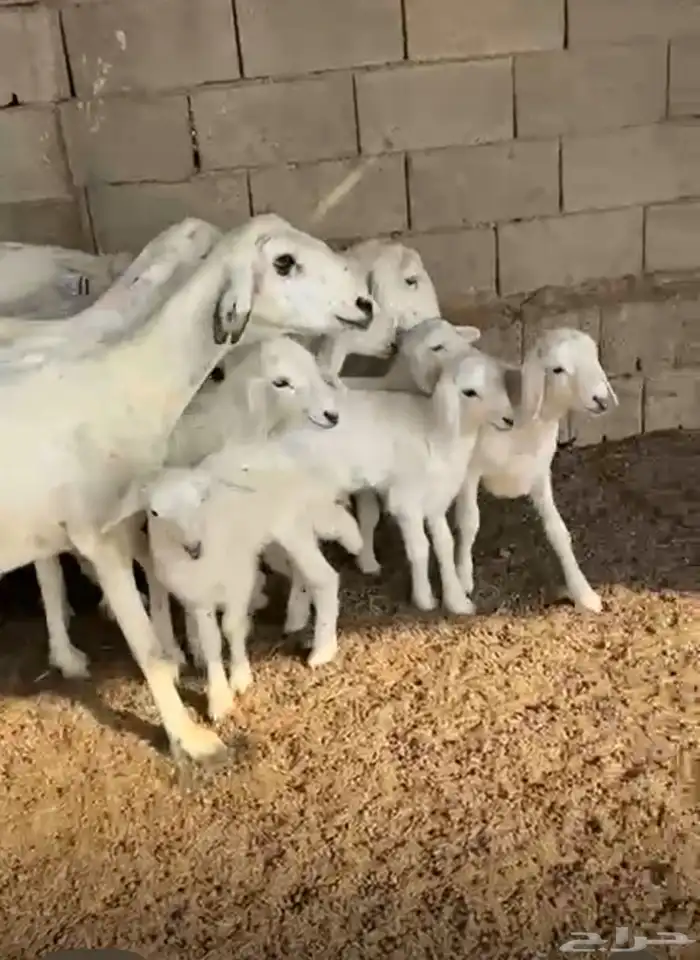 ضان حريه 8 معها 8 2