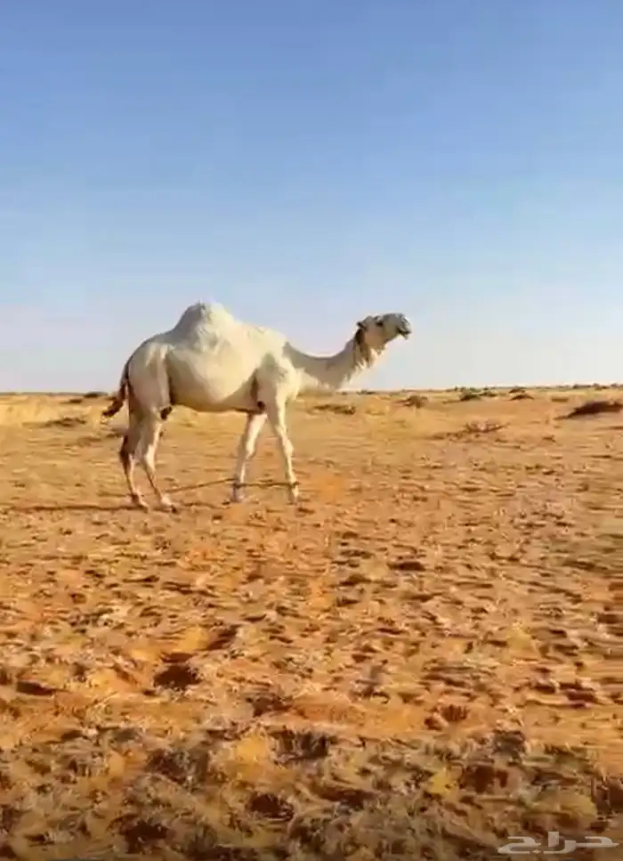 بعير باتلي 1