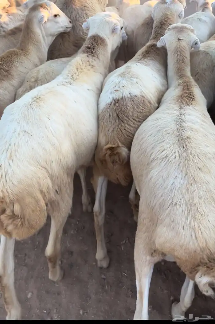 خرفان رفيدي 2