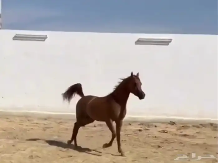 حصان شيخ وصغير بعمره 0