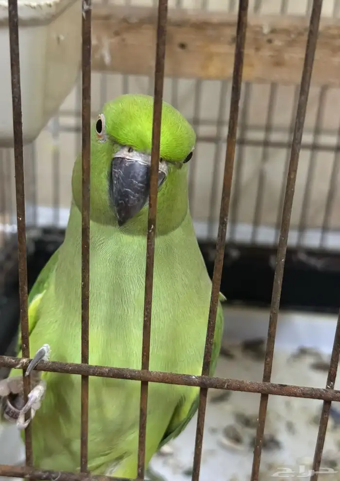 درة انثي جاهزة للانتاج 0