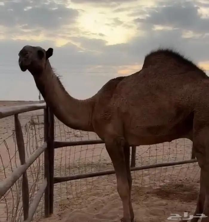 قعود على ولد غرنوق وأمه من البل وطيبه يحقق شهر 6 0