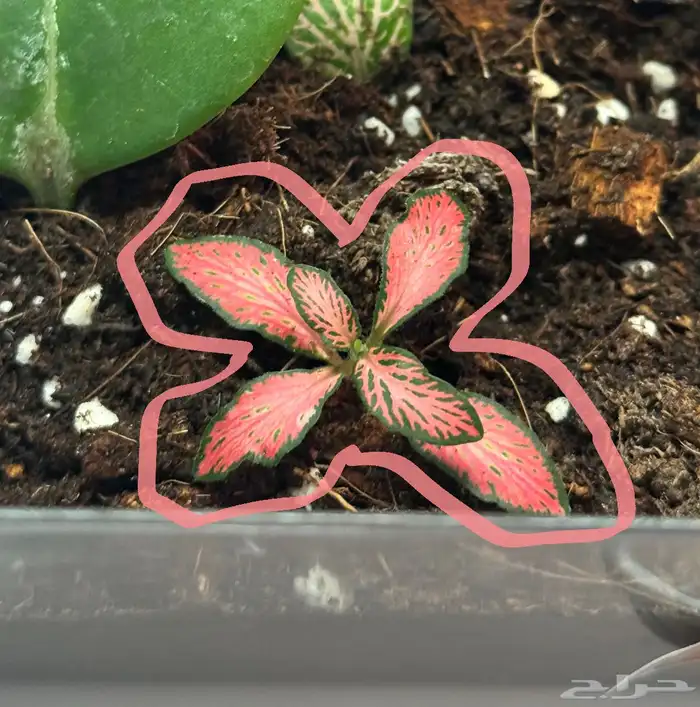 نبتة فيتونيا نبته منزليه 0