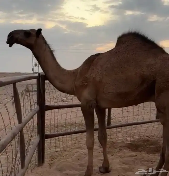 قعود على ولد غرنوق وأمه من البل وطيبه يحقق شهر 6 3