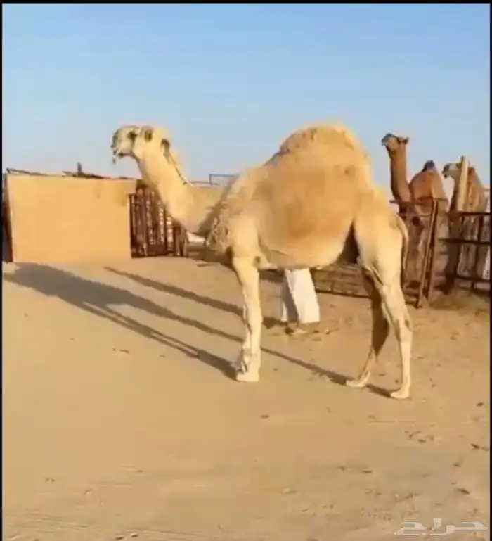 للبيع بعير رماني على ولد رمان ابو يد 1