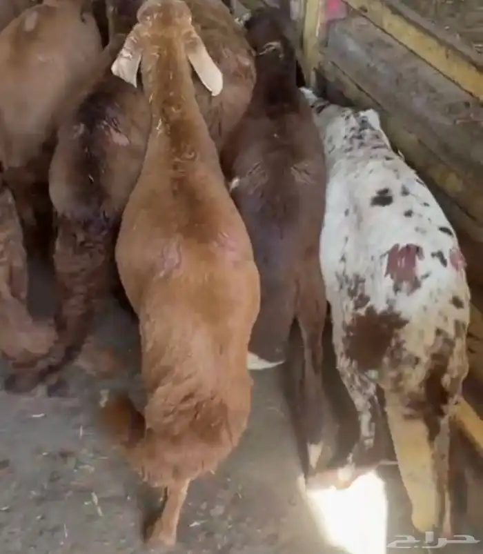 طليان سواكن غنم بر 32