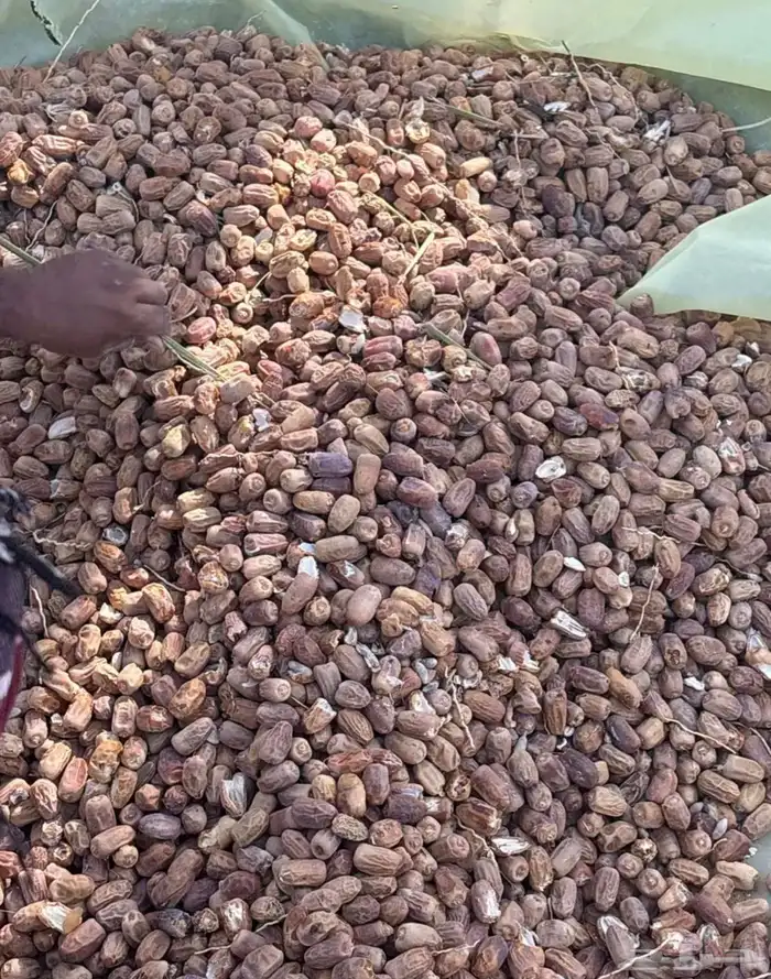 للبيع تمر اعلاف 1